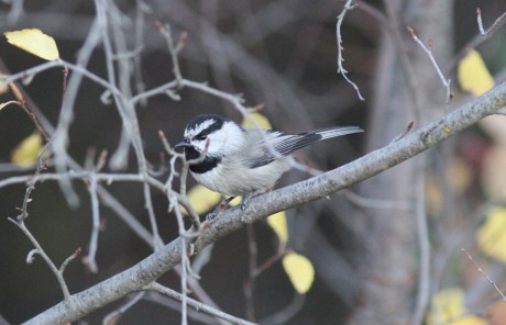Mountain Chickadee bjh3