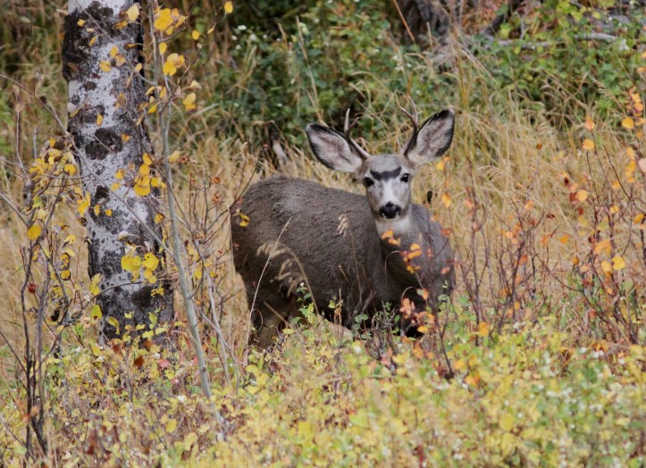Mule Deer hj3