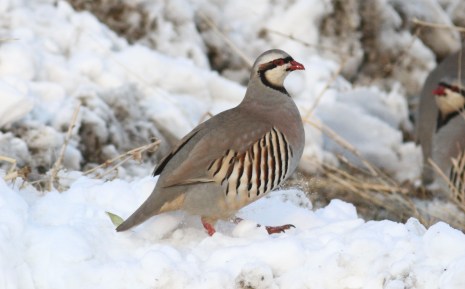 Chukar hbbh4