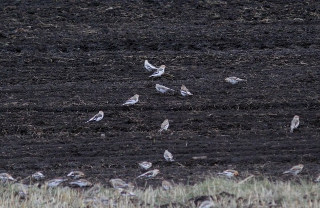 Snow Buntings gge