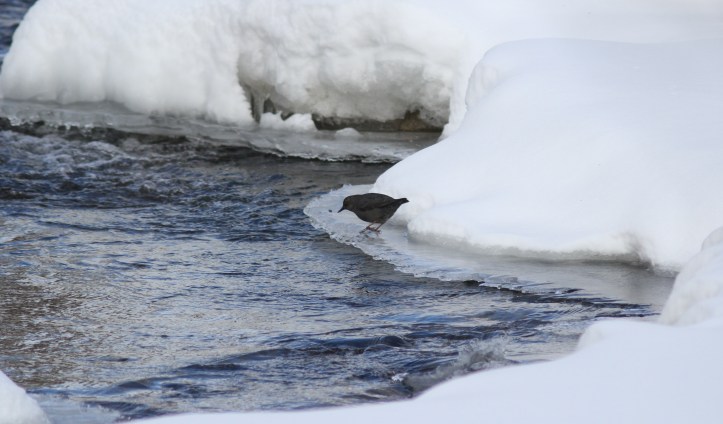 American Dipper hghj3f