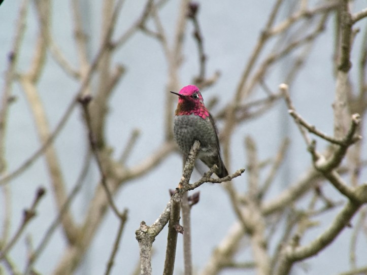 Anna's hummingbird (6)