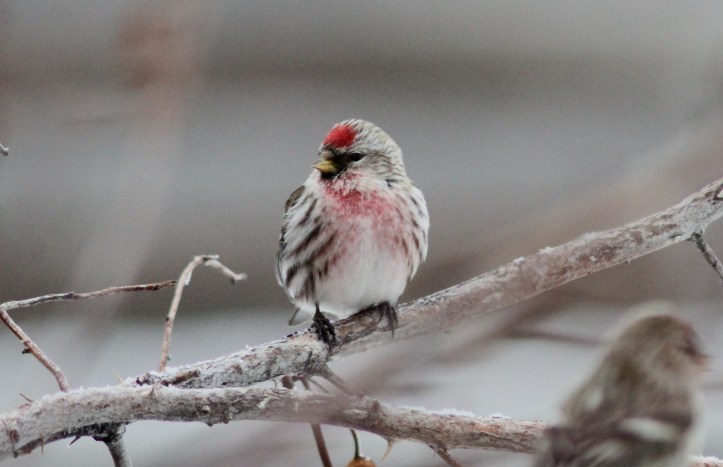 Common Redpoll v3