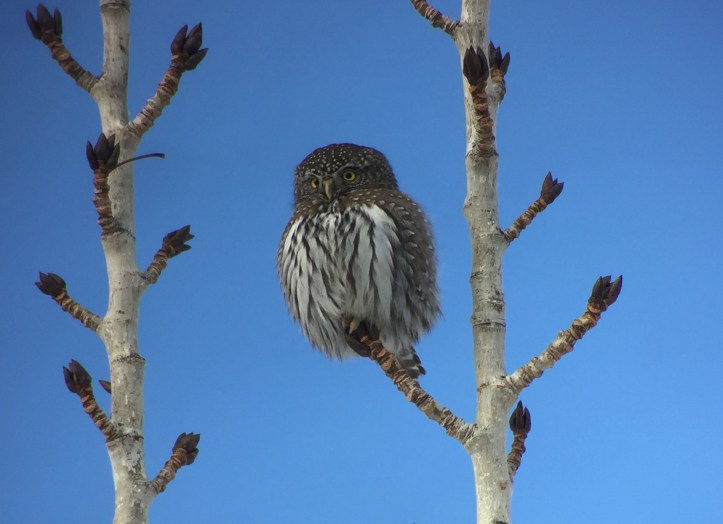 Northern Pygmy Owl kk2