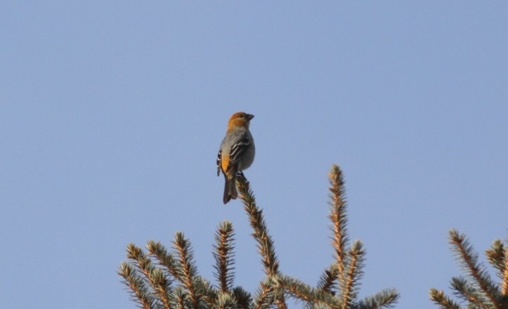 PIne Grosbeak hjhik3