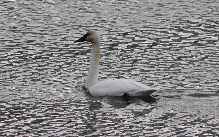 Tundra Swan gj3