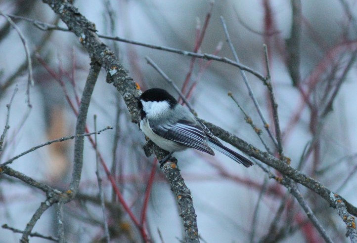 Black-capped Chickadee khk3
