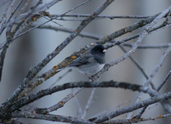 Dark-eyed Junco j3