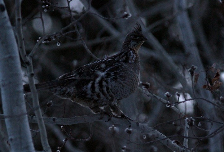 Ruffed Grouse khk3