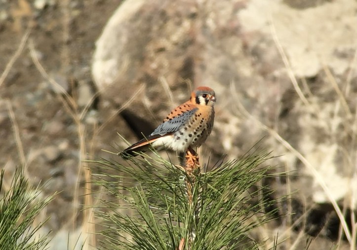 American Kestrel hj3