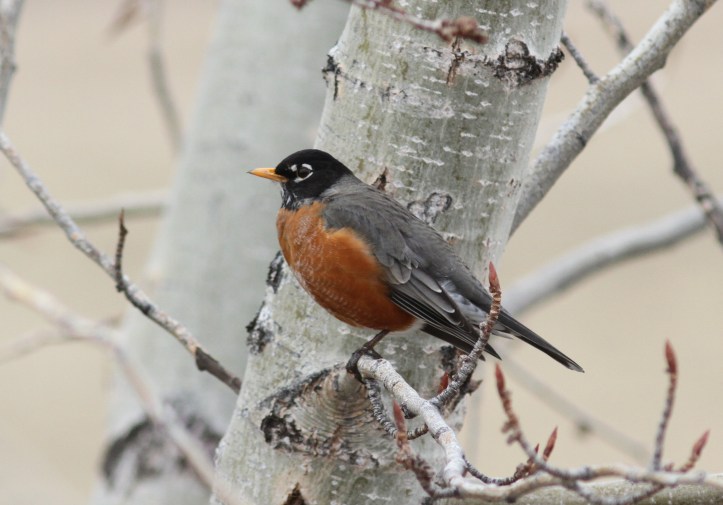 American Robin ggh4