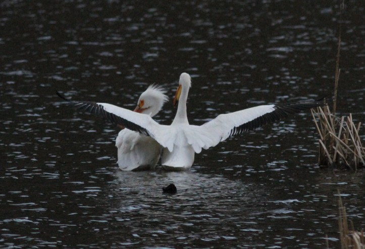 American White Pelican hj3