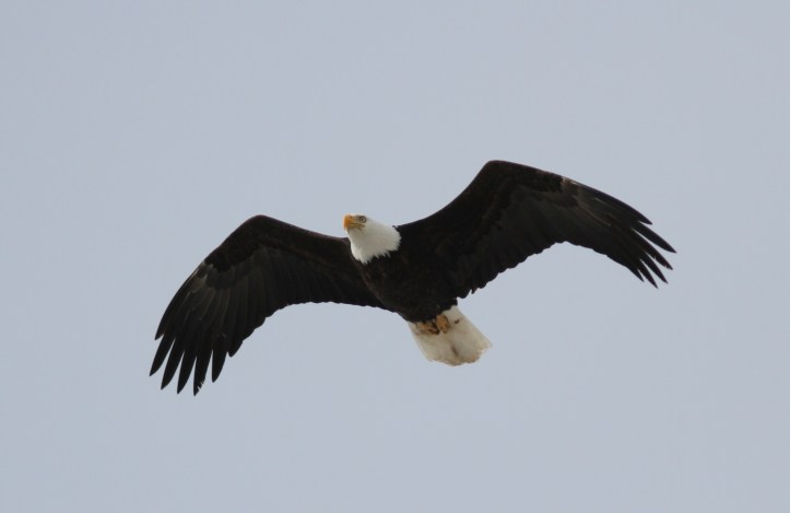 Bald Eagle lltt