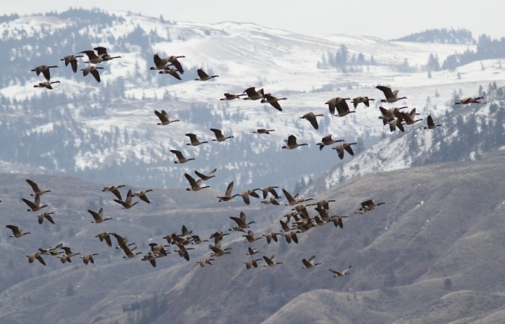 Canada Geese bbjhhj3
