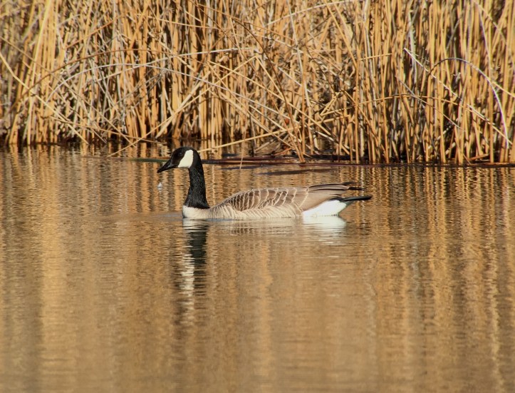 Canada Goose gjhj3