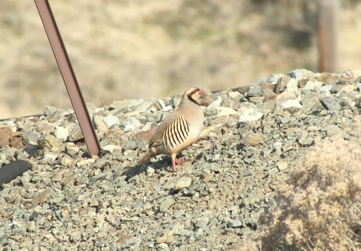 Chukar gg3