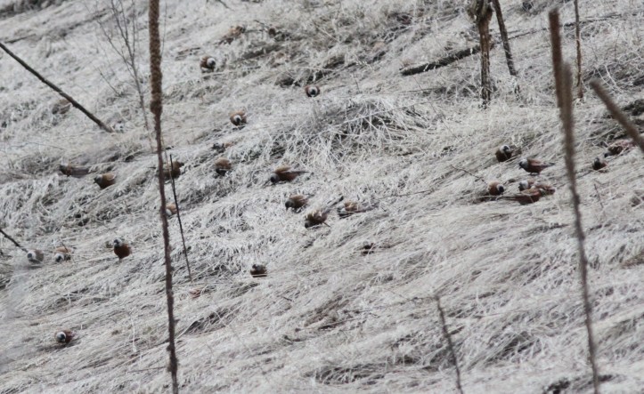 Gray-crowned Rosyfinch kbke