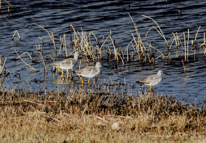 Greater Yellowlegs j3f