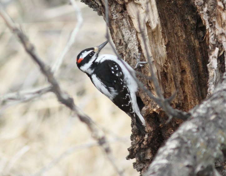 Hairy Woodpecker kj4gg