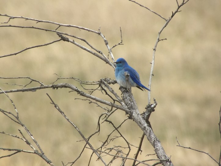 Mountain Bluebird sad