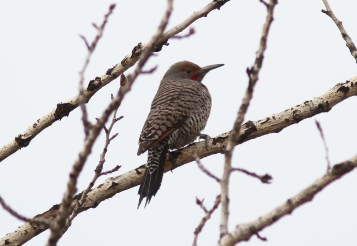 Northern Flicker hj3