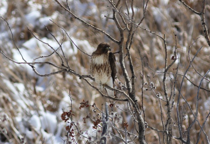 Red-tailed Hawk bhg3