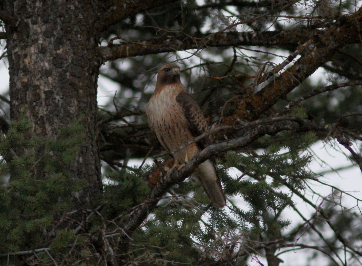 Red-tailed Hawk hhk3