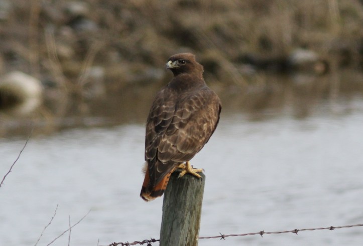 Red-tailed Hawk kbbhj3r