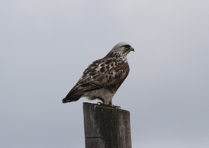 Rough-legged Hawk kkkf