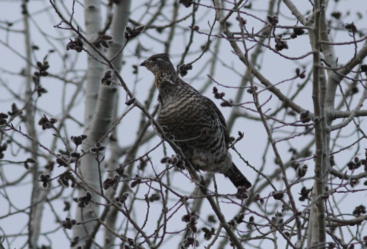 Ruffed Grouse bkkeffv