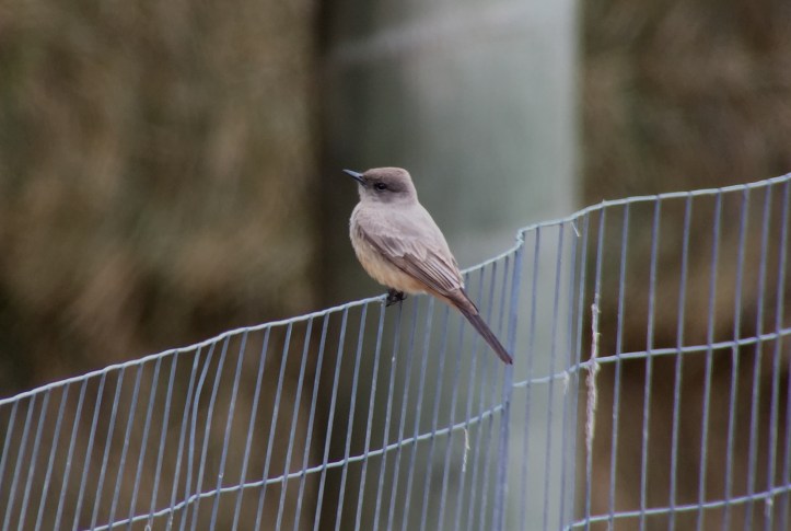 Say's Phoebe hbj3