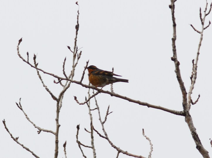 Varied Thrush kj3