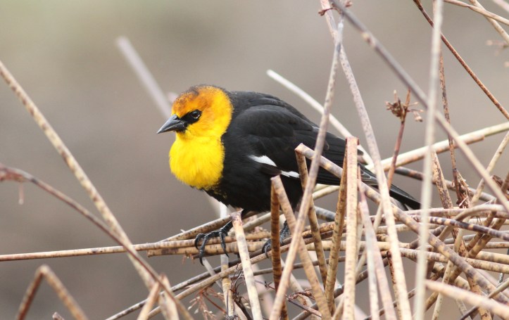 Yellow-headed Blackbird ffth