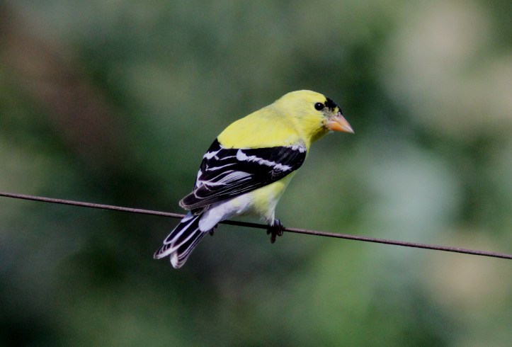American Goldfinch hggh3f