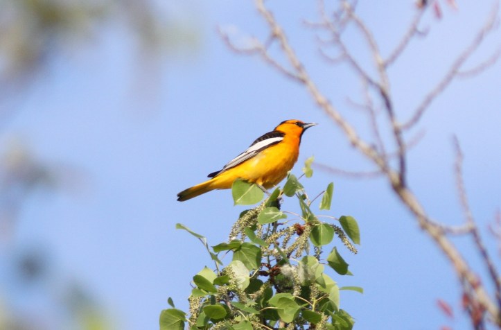 Bullock's Oriole bkh3