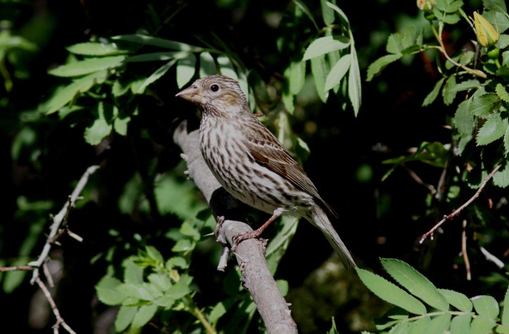 Cassin's Finch ghj3