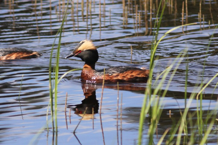 Horned Grebe uhuj3f