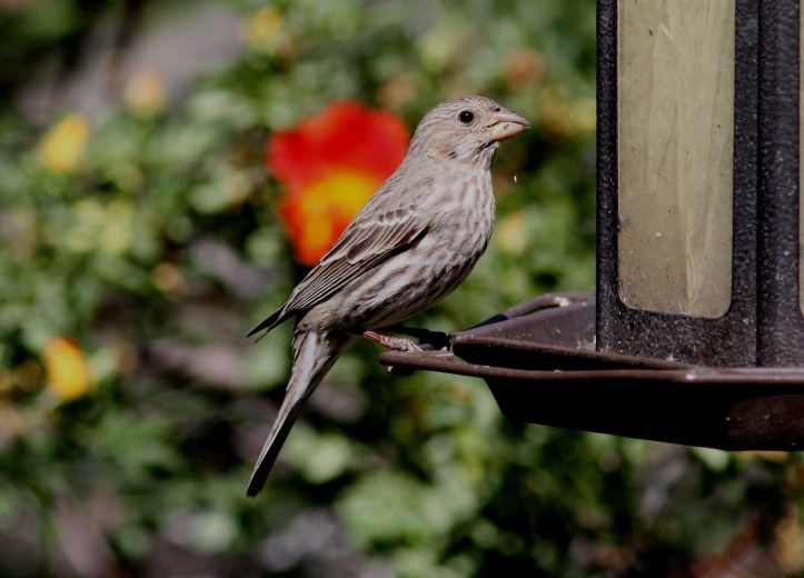 House Finch ghjh3