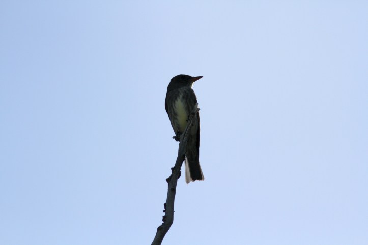 Olive-sided FLycatcher ghjh3