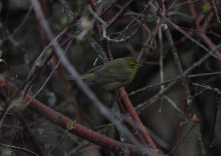 Orange-crowned Warbler gjj3