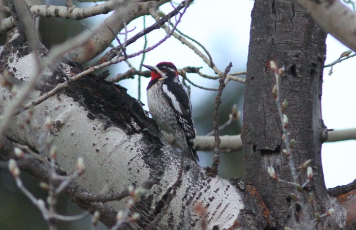 Red-naped Sapsucker gvj3