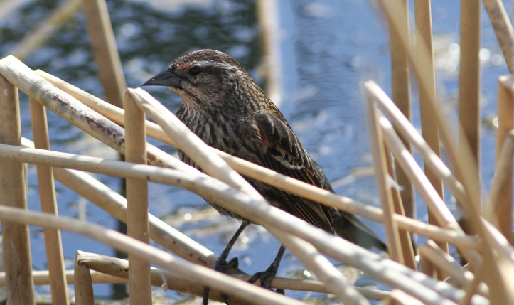 Red-winged Blackbird khghj3