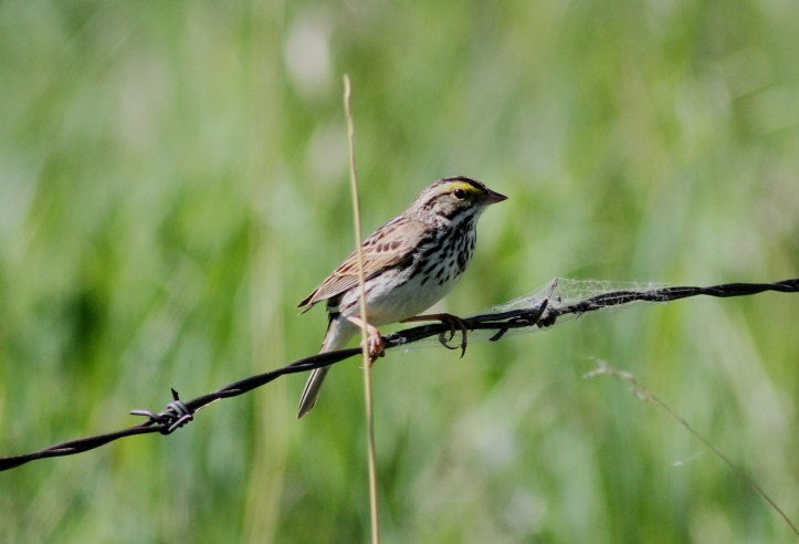 Savannah Sparrow hgk3