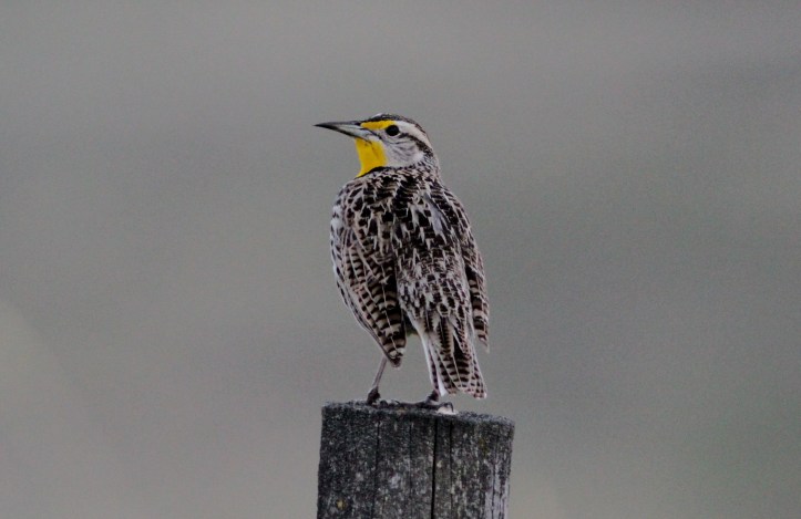 Western MEadowlark hggh3