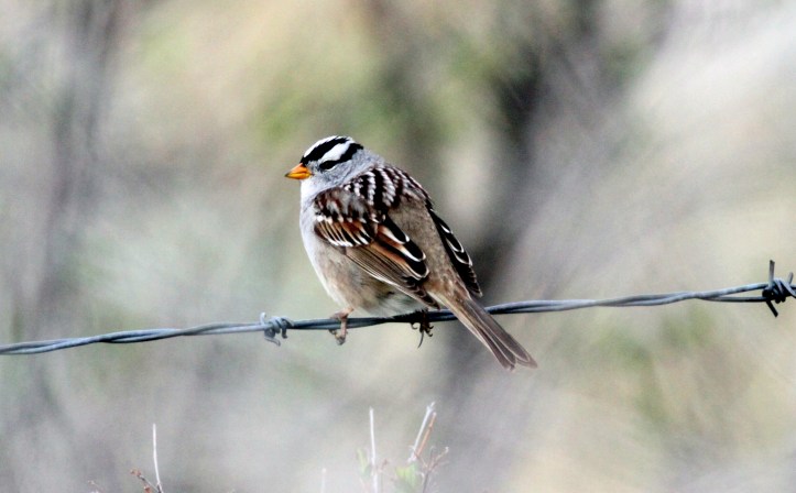 White-crowned Sparrow kbhk3