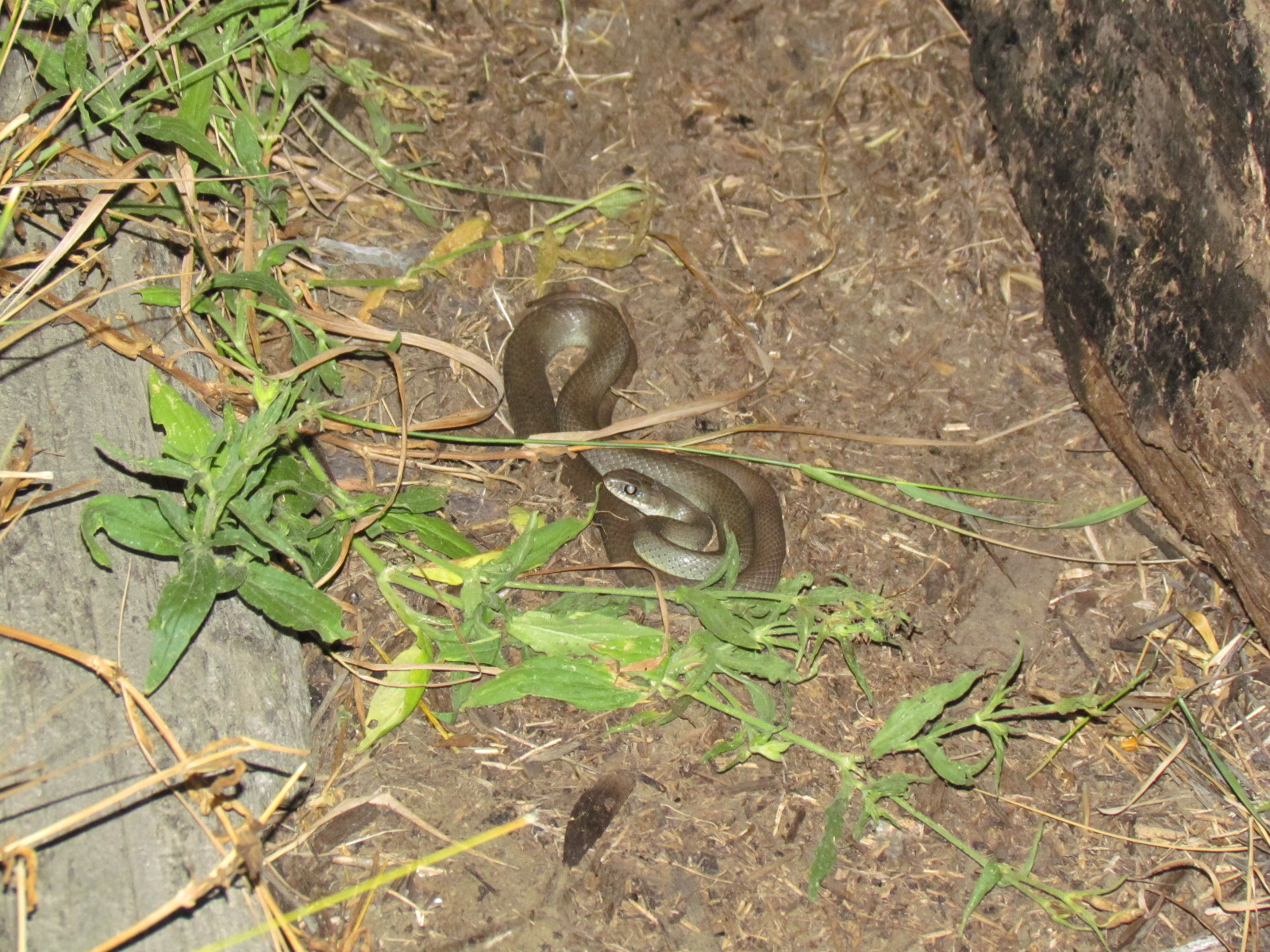 Yellow-bellied Racer kh3