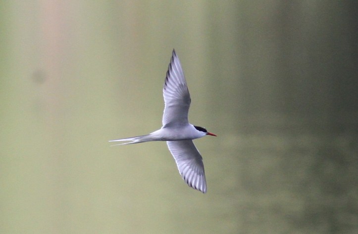Arctic Tern k3g