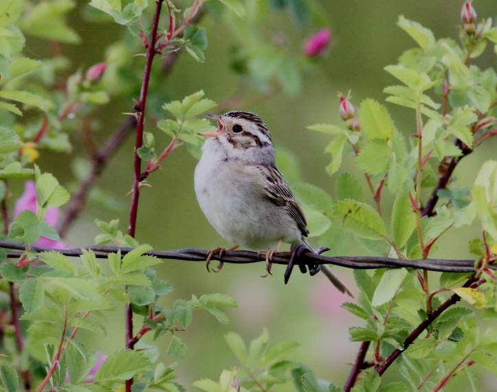 Clay-colored Sparrow hhj3f