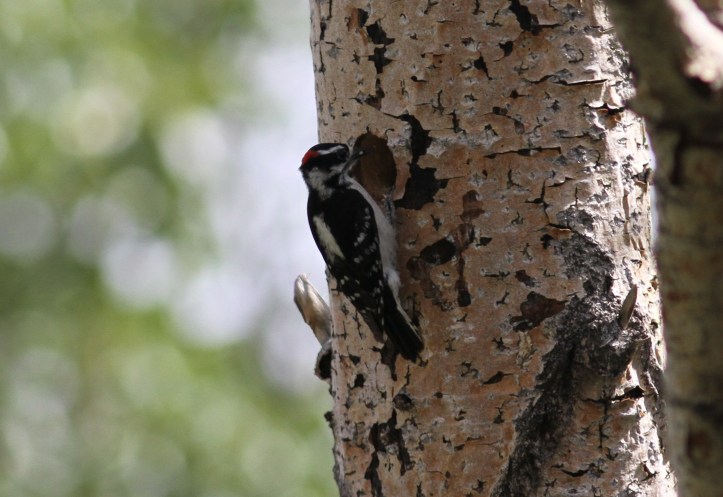 Downy Woodpecker hj3klgg