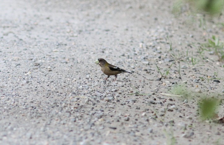 Evening Grosbeak bhj3gg